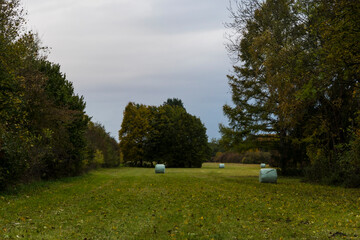 blurred leaf covered forest path on sunny autumn day with motion blur
