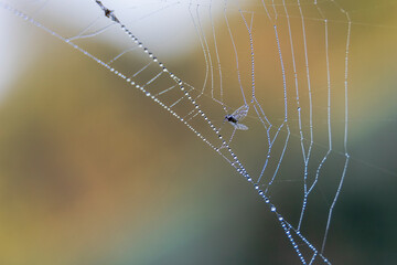 Fly caught in spider web full of dew drops