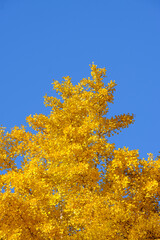 秋の青空のもと、黄色に色づく銀杏の葉がコントラストで浮かび上がる。神戸山手の徳光院境内で撮影