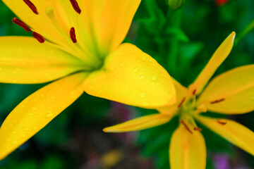 Yellow flowers lilies in the garden, close up. Blooming lilies growing in the garden of a sunny day. Floral background. Picture for post, screensaver, wallpaper, postcard. High quality photo