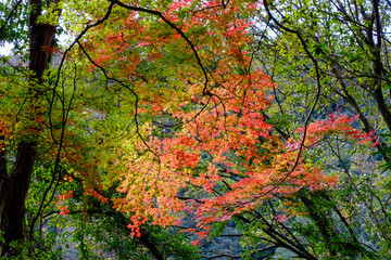 紅葉の見頃。赤とオレンジ、緑、黄のグラデーション。神戸六甲山系の布引で撮影