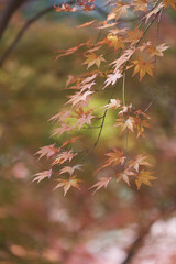 六甲山系晩秋の紅葉。落ち着いたトーンで彩度を落として背景をぼかしして撮影