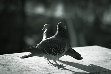  Beautiful pigeons and they love each other 