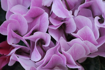 シクラメンの花びらをマクロレンズでクローズアップ撮影。少しくすんだ紫がかったピンク色の花びらが美しい