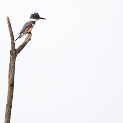Kingfisher, Michigan 
