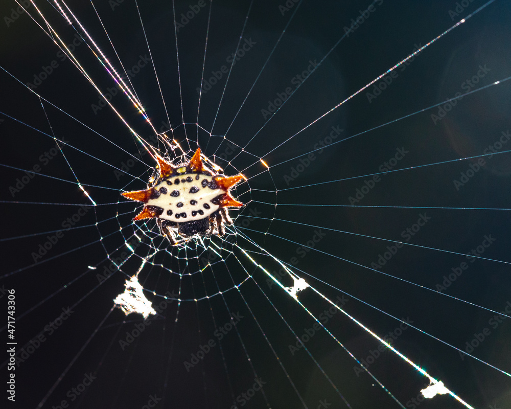 Wall mural spiny orb weaver web glow in light