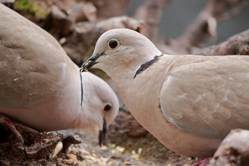 close-up of two Turkish turtle doves (Streptopelia decaocto) crossing heads in complementary positions