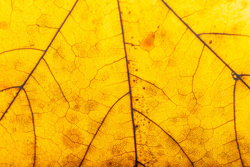 autumn Maple leaf texture