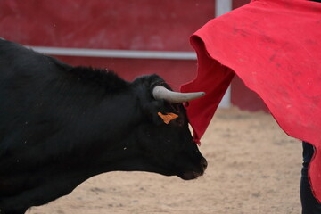 close-up of brave young bull charging into the cape