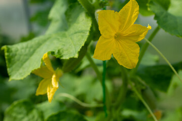 Cucumber plant close-up with green leaves and flowers of vegetable grow in greenhouse. Organic food agriculture concept. Nature background for branding, banner, cover, card. High quality photo