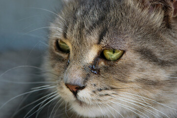 beautiful fluffy kitten. Tabby gray cat outdoors. beautiful kitten, grey cat. a homeless animal...