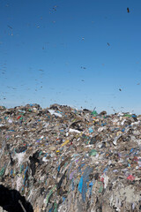 Group of seagulls flying at the landfill.