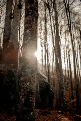 Fototapeta premium morning in the forest