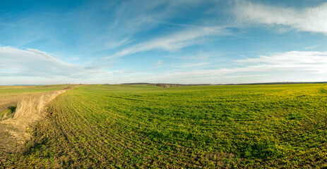 Fototapeta na wymiar Panorama of winter wheat crops. Natural green color.