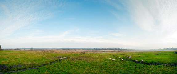 Panorama with ducks on pasture. Distances and sky without trees.