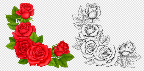 Set of Corner Compositions of Colored Red Roses and Outline Roses. Vintage Flowers. Vector Illustration Isolated on the Imitation of Transparent Background