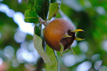 closeup medlar photo