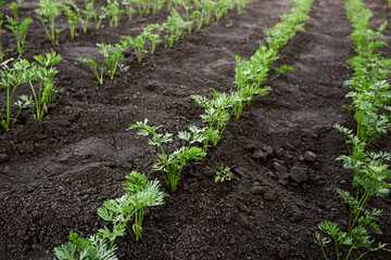 Carrot seedlings are planted in a row. Beds of growing young carrots. Carrot tops in the farm. The theme of gardening, farming, a rich harvest, organic products. Horizontal photo.