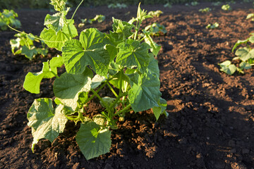 Rows of growing cucumber seedlings in the spring in the garden. The cultivation of cucumbers. Young cucumber bushes on a vegetable bed on a sunny day. The theme of gardening, farming.