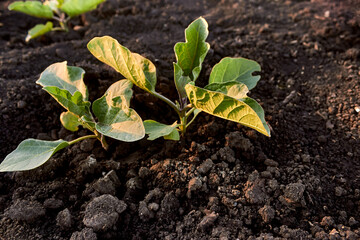 Green eggplant sprout. Young eggplant seedlings on the vegetable bed. Growing eggplant in the black soil in the garden. 