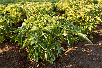 Young tomato plants. Rows of growing tomato seedlings in the spring in the garden. Young tomato bushes on a vegetable garden on a sunny day. 