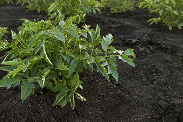 Young tomato plants. Rows of growing tomato seedlings in the spring in the garden. Young tomato bushes on a vegetable garden in the evening. 