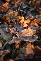 frosted autumn leaves on the ground