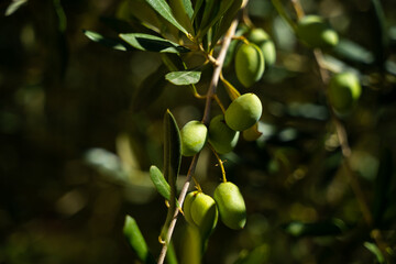 Fresh olives on an olive tree in Tuscany, Italy.