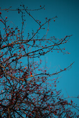 tree branches with berries on it