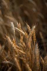 golden wheat field in summer