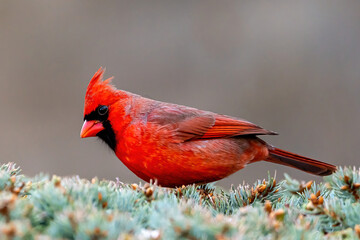 Red Cardinal on evergreen bush