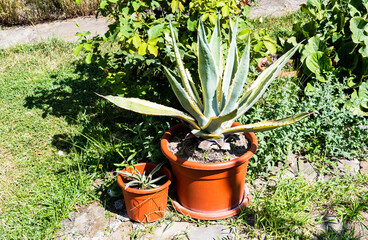 Pots with aloe vera surrounded by other plants.