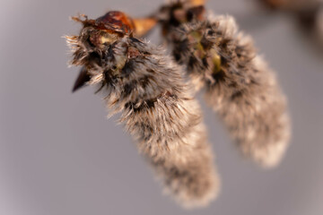 Pussy willow's twigs on gray background. Macro. Spring