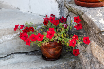 Fototapeta na wymiar Stairs decorated with Petunia hybrida. Home decorative flowers.