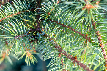 Naklejka na ściany i meble Blue-green coniferous background for Christmas and New Year greetings. Copy space. Selective focus. Advertising background as Christmas decoration, as well as planting material. Scientific name: Picea