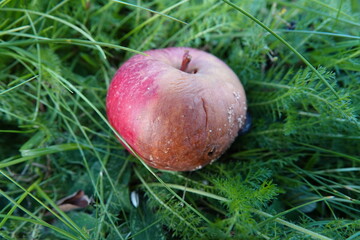 A rotten apple on the grass