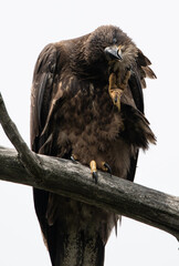 Bald Eagle, Michigan
