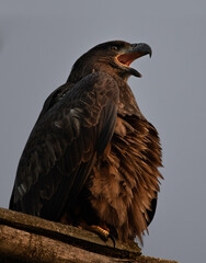 Bald Eagle, Michigan