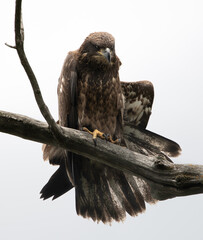Bald Eagle, Michigan