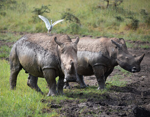 Fototapeta premium Rhinos, Nairobi national park
