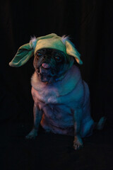 Pug Yoda Portrait
