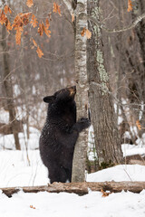 Black Bear (Ursus americanus) Hugs Small Tree Winter