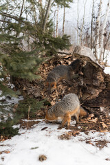 Obraz premium Pair of Grey Fox (Urocyon cinereoargenteus) Sniffs Around End of Log Winter