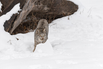 Canadian Lynx (Lynx canadensis) Stares From Behind Pile of Snow Winter