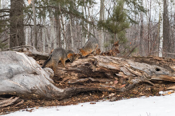 Pair of Grey Fox (Urocyon cinereoargenteus) Investigate Log Together Winter