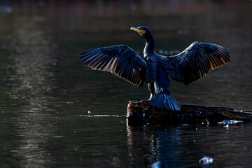 Obraz premium Great black cormorant sitting on a tree in a pond called Jacobiweiher next to Frankfurt, Germany at a sunny evening in winter.