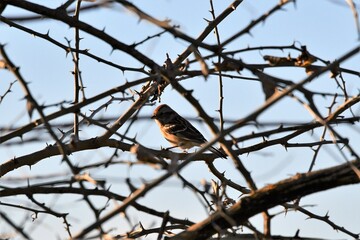 Fototapeta premium Sparrow in a Bare Tree