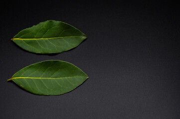 Daphne leaf, bay leaf, Laurus nobilis leaf, isolated on black background