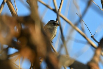 Sparrow in a Tree