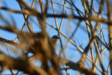 Sparrow Perched in a Bare Tree